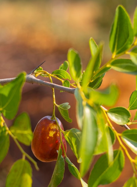 Simmondsia chinensis - jojoba - pilaf imaturo em uma árvore em um dia ensolarado