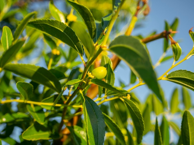 Simmondsia chinensis jojoba pilaf inmaduro en un árbol en un día soleado en Grecia
