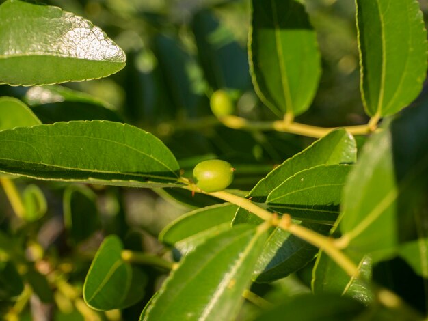 Simmondsia chinensis jojoba pilaf inmaduro en un árbol en un día soleado en Grecia