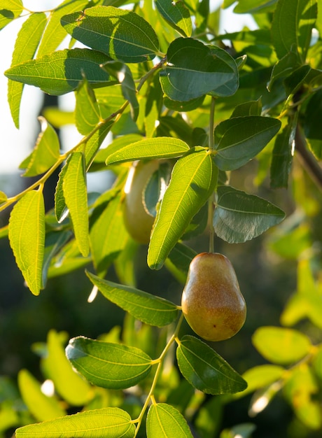 Simmondsia chinensis jojoba pilaf inmaduro en un árbol en un día soleado en Grecia