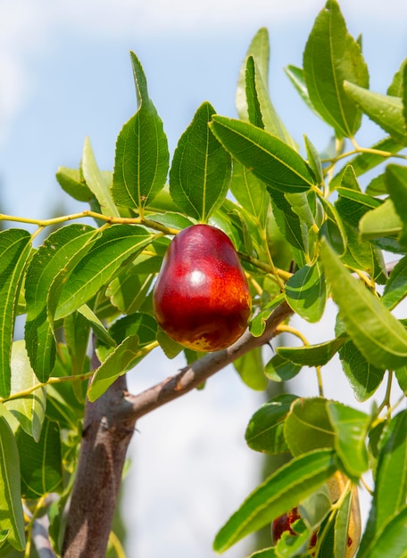 Simmondsia chinensis - jojoba - pilaf inmaduro en un árbol en un día soleado