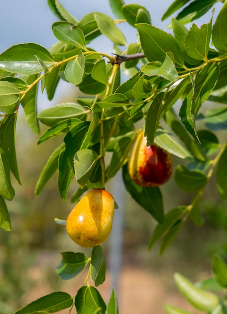 Simmondsia chinensis - Jojoba - unreifer Pilaf auf einem Baum an einem sonnigen Tag