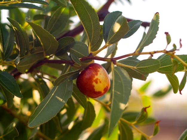 Simmondsia chinensis - Jojoba - unreifer Pilaf auf einem Baum an einem sonnigen Tag