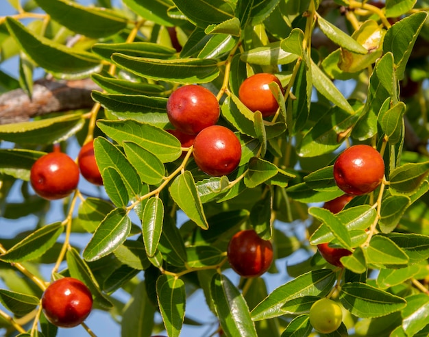 Simmondsia chinensis - Jojoba - unreifer Pilaf auf einem Baum an einem sonnigen Tag