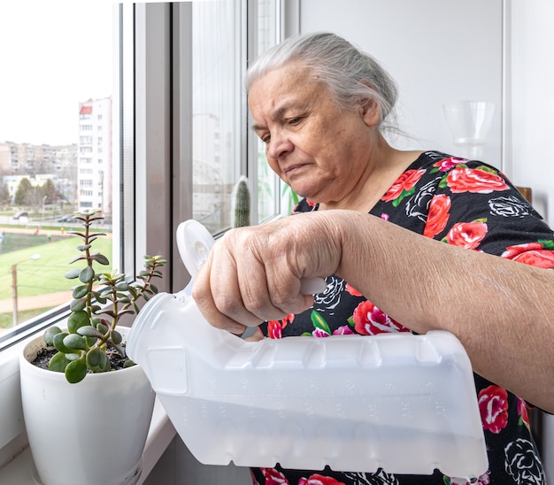 Una simpática anciana cuida sus plantas de interior, cuida y riega.