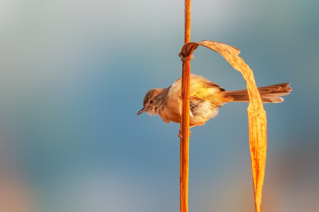 Un simple prinia en luz dorada sobre una planta