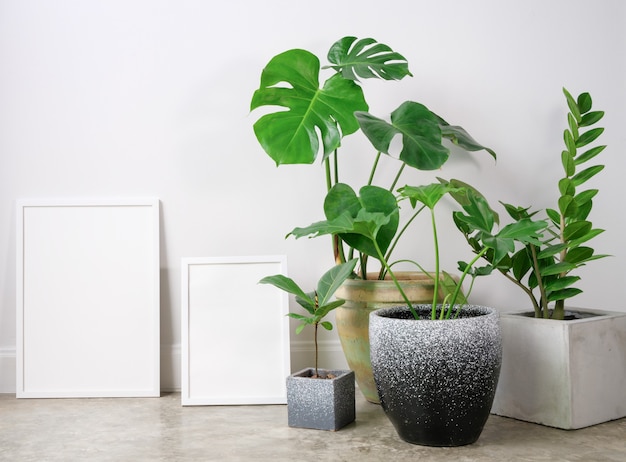 Simulacros de marco de póster de dos tamaños y planta de casa tropical botánica Monstera Philodendron and Rubber en una hermosa maceta de hormigón en la habitación