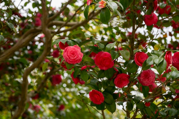 Sinais iniciais de flores de camélia vermelha da primavera florescendo em arbustos grandes