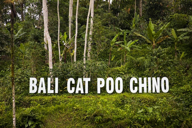 Sinal de plantação de café Kopi luwak Cat Poo Chino na ilha de Bali Indonésia