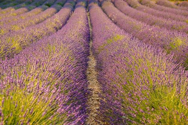 Sind lange reihen von blühendem lavendel bei sonnenuntergang lavendelfeld in frankreich valensole cote dazuralpspr