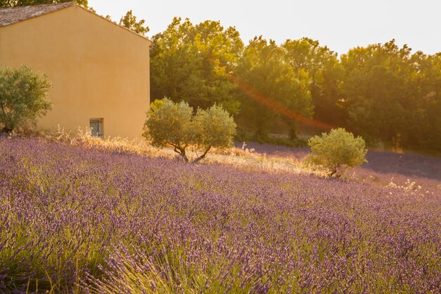 Sind lange reihen von blühendem lavendel bei sonnenuntergang lavendelfeld in frankreich valensole cote dazuralpspr