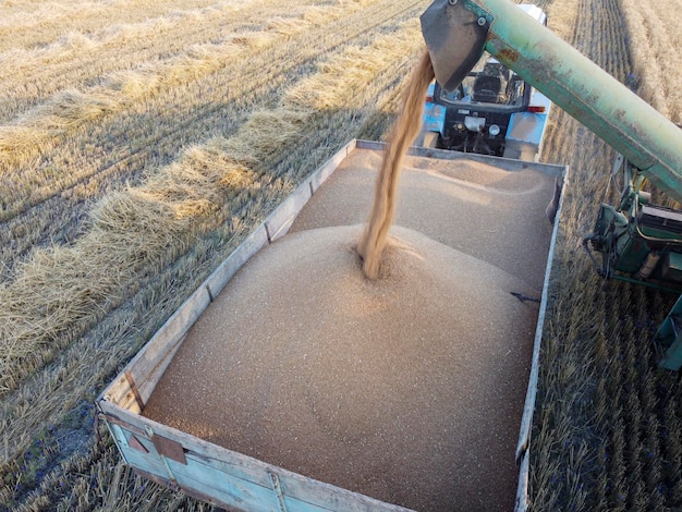 Sinfín de grano de una cosechadora que vierte grano de trigo en un remolque de tractor