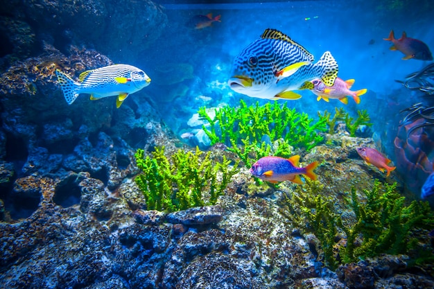 Singapur-Aquarium