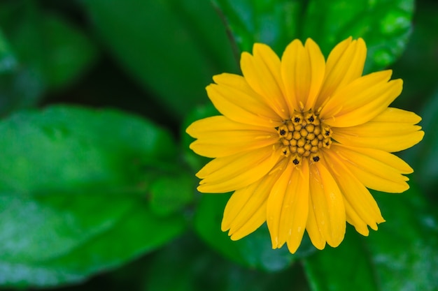 Singapur Daisy im Garten