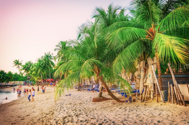 Singapur, Singapur - 1 de marzo de 2016: Árbol de coco en la playa de Siloso en la isla de Sentosa en Singapur. Es una playa artificial con arena extraída de Malasia e Indonesia. tonificado