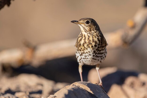 Singdrossel (Turdus philomelos) Malaga, Spanien