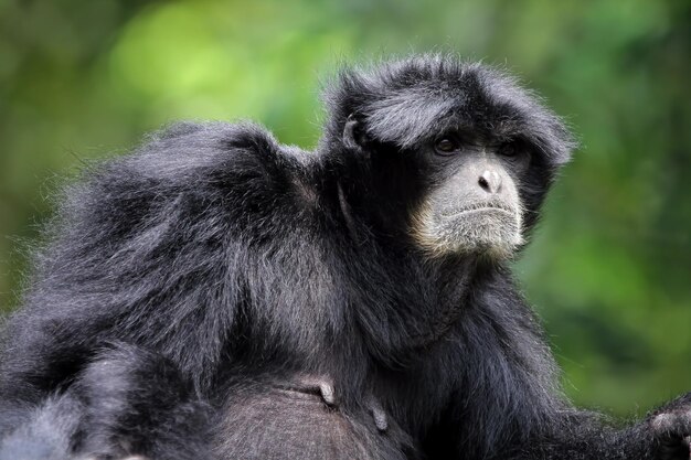 Singe gibbon siamang primatas em closeup animal em closeup