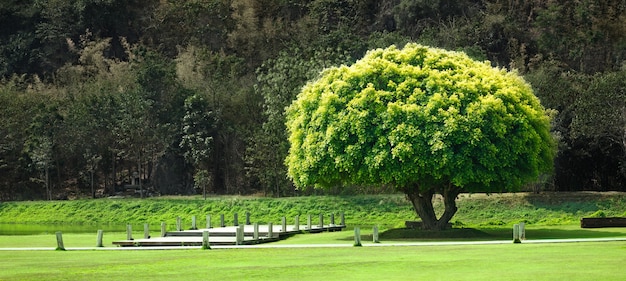 Single Big Green Tree hervorragend auf Brücke und Berg. Konzept der Differenzierung von anderen und Hoffnung auf Frieden ruhig