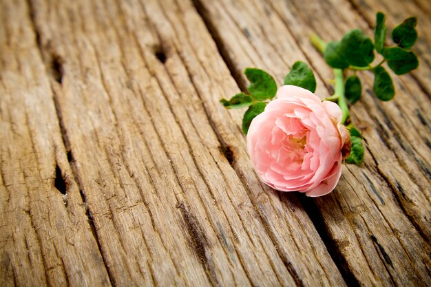 Single Pink Rose auf altem Holz