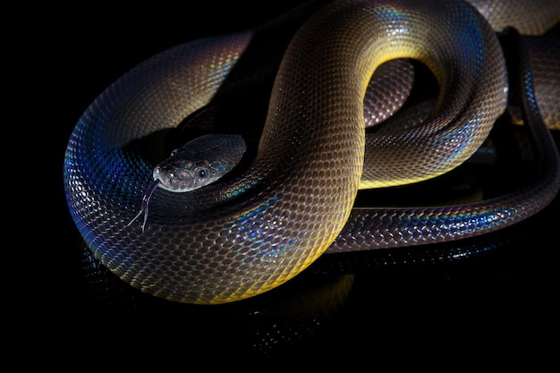 Single Rainbow Serpent Water Python Liasis fuscus isolado em espelho preto