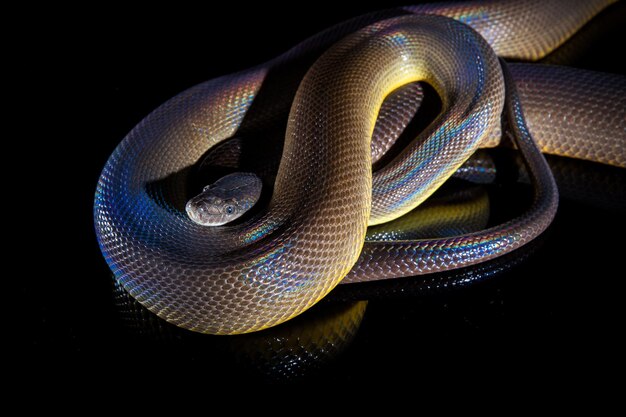 Single Rainbow Serpent Water Python Liasis fuscus isolado em espelho preto