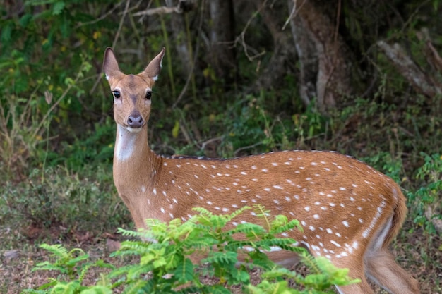 Single spotted deer oder Axt in freier Wildbahn