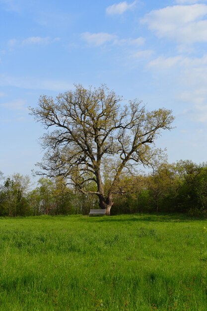 Single Tree