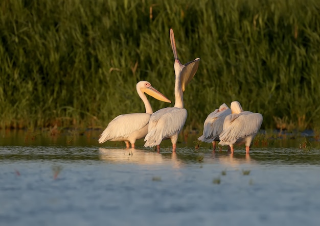 Singles und gruppen von großen weißen pelikanen (pelecanus onocrotalus) werden im blauen wasser vor dem hintergrund einer grünen wasservegetation in weichem abendlicht fotografiert.