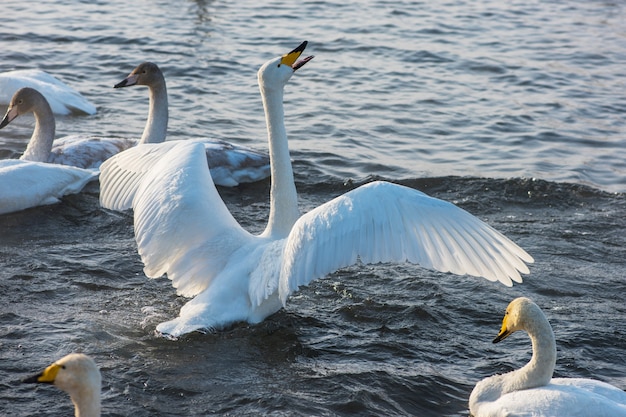 Singschwäne schwimmen im See