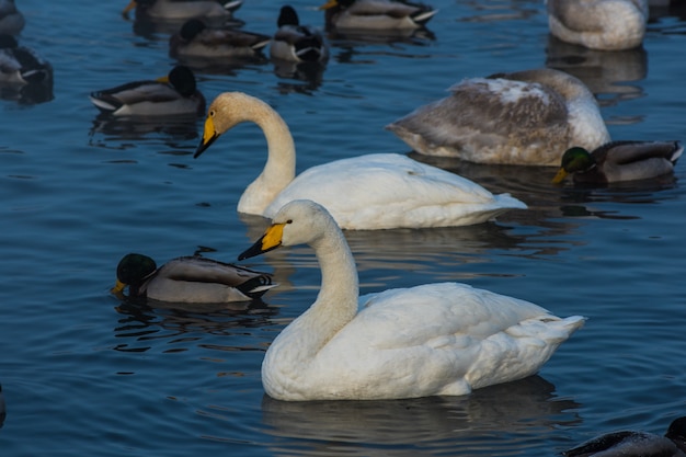 Singschwäne schwimmen im See