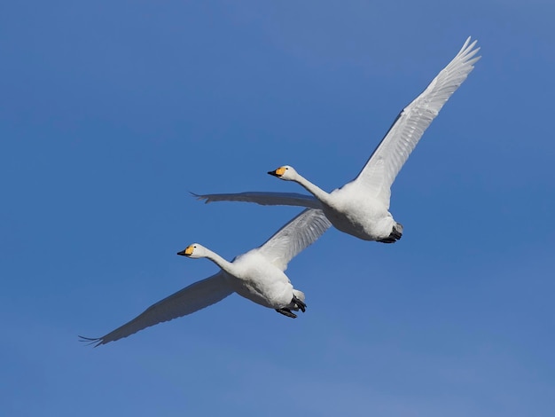 Singschwan Cygnus cygnus