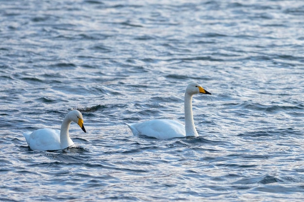 Singschwan oder Schwan (Cygnus Cygnus) Stockholm, Schweden