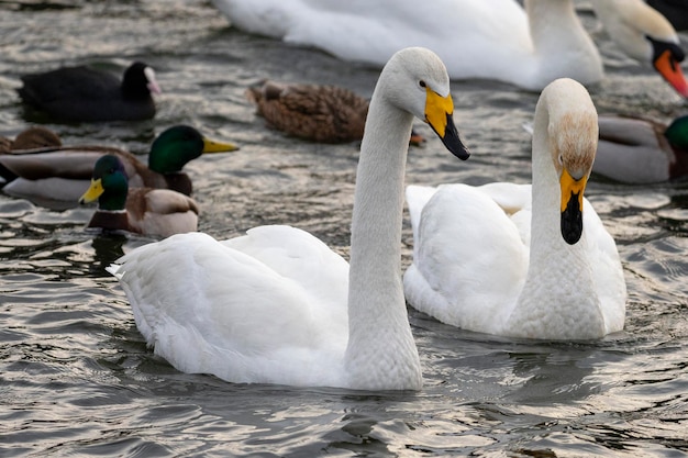 Singschwan oder Schwan (Cygnus Cygnus) Stockholm, Schweden