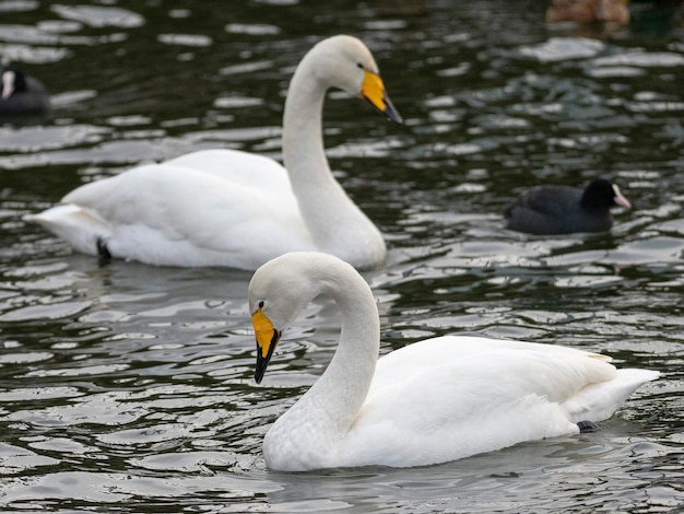 Singschwan oder Schwan (Cygnus Cygnus) Stockholm, Schweden