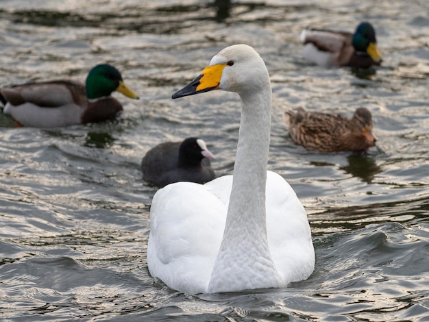 Singschwan oder Schwan (Cygnus Cygnus) Stockholm, Schweden