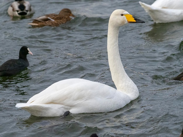 Singschwan oder Schwan (Cygnus Cygnus) Stockholm, Schweden