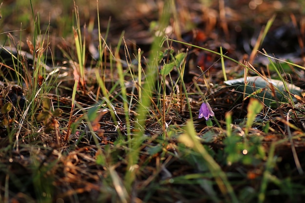 Sino roxo na natureza