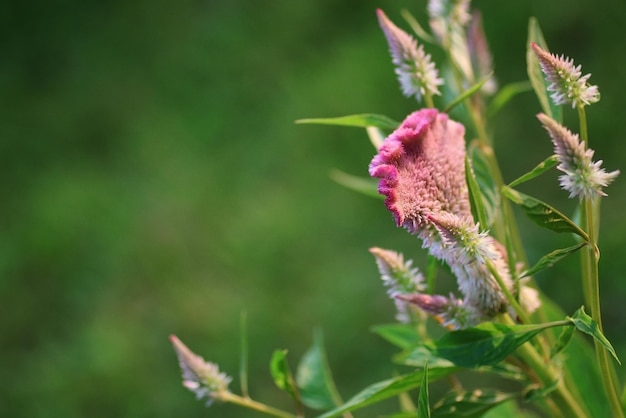 Sino roxo na natureza