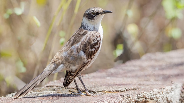 Foto el sinsonte de galápagos (mimus parvulus)