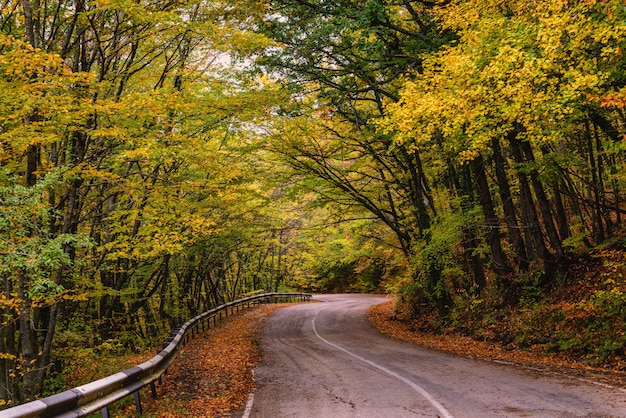 Sinuosas curvas de la carretera a través de los árboles en otoño