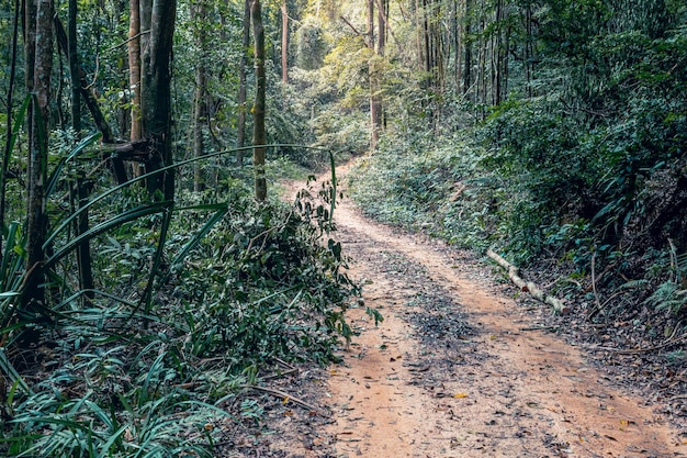 Sinuoso camino rural vacío atraviesa una densa selva tropical siempre verde Koh Samui Tailandia