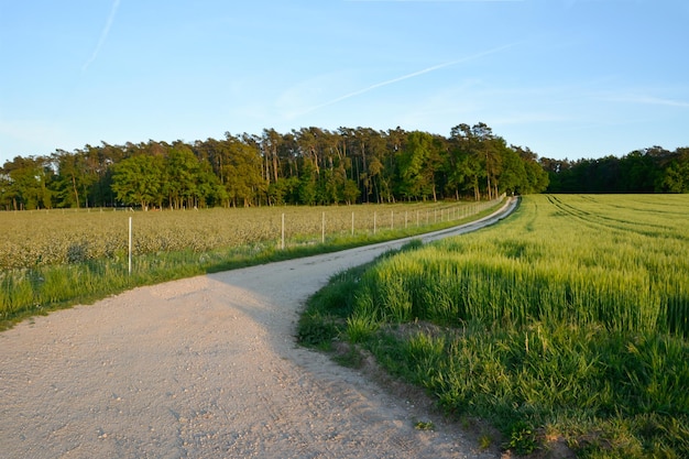 Foto sinuoso camino de tierra deshabitado entre dos campos en perspectiva a través de un paisaje pintoresco