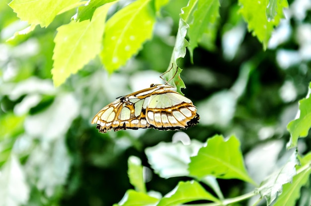 Siproeta Stelenes Butterfly (Malachit-Schmetterling), Lepidopteron. Getarntes Grün.