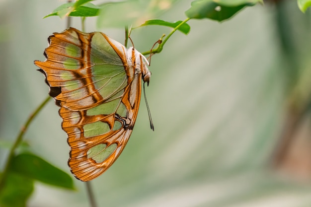 Siproeta stelenes, Malachitschmetterling