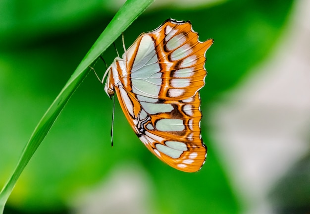 Siproeta stelenes (mariposa de malaquita)