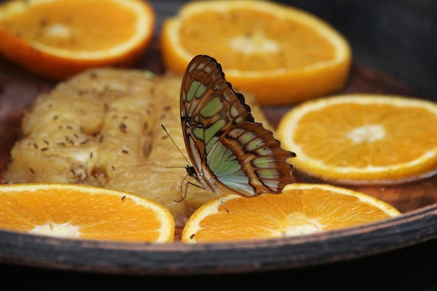 Siproeta stelenes mariposa sobre un fondo de naranjas