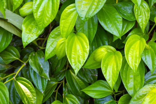 Sirih Hijau o Betel verde (Piper betle L.) deja para un fondo natural