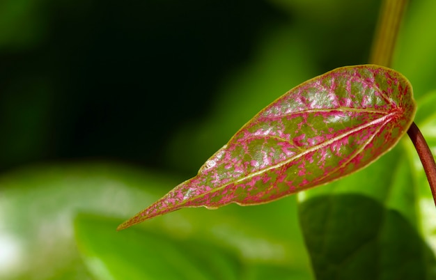 Sirih Merah (Piper Ornatum) ist eine Pflanzenart aus der Familie der Piperaceae, Nahaufnahme und selektiver Fokus mit unscharfem Hintergrund.