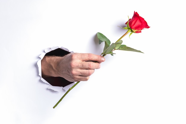 Sirva la mano que sostiene una rosa roja a través del agujero rasgado en la pared del Libro Blanco.