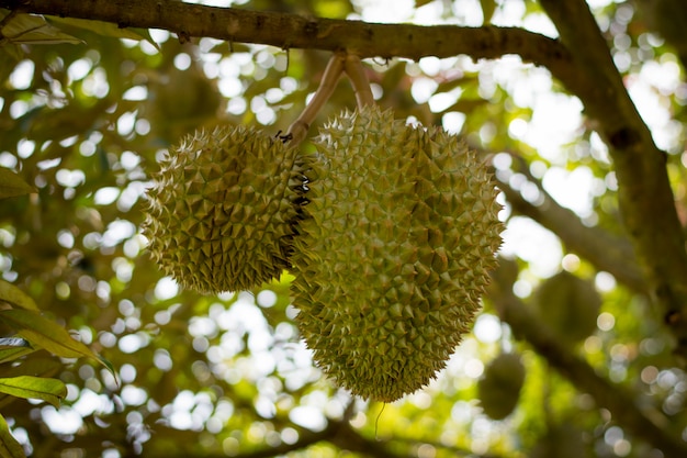 Sisaket fresco do Durian do vulcão Tailândia na árvore